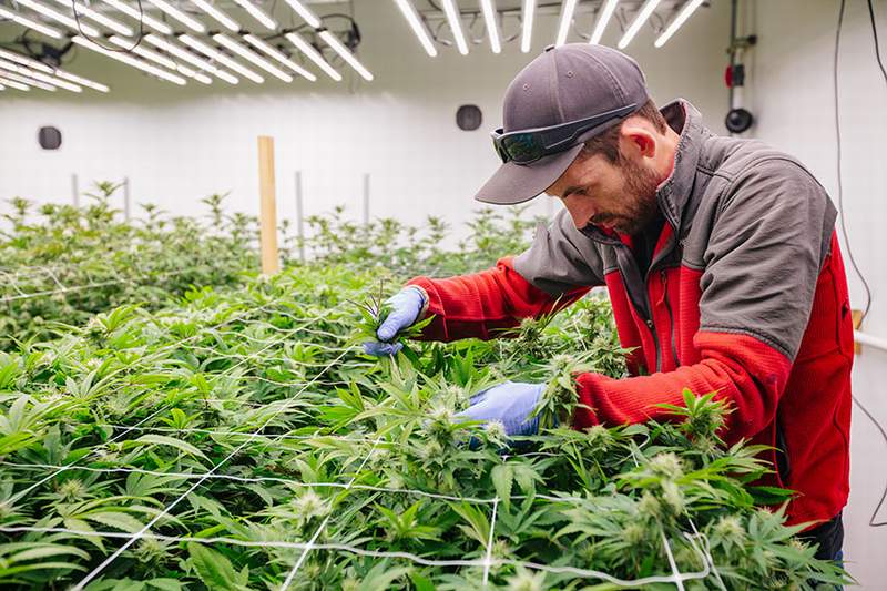 Выращивание марихуаны рф семена конопли недорогие